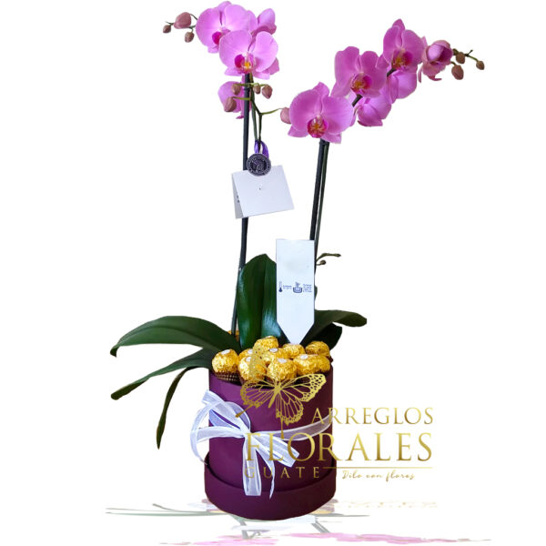 Orquideas a domicilio